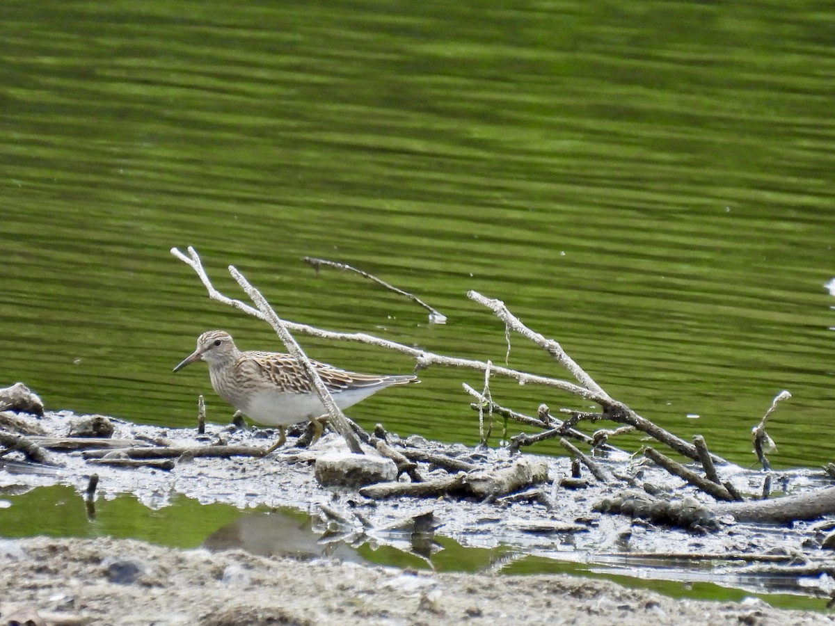 Pectoral Sandpiper - ML641501494
