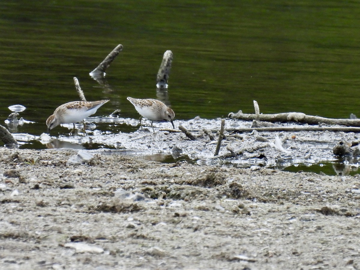 Least Sandpiper - ML641501499