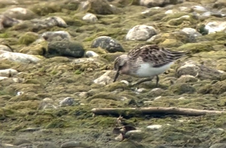 Red-necked Stint - ML641501606