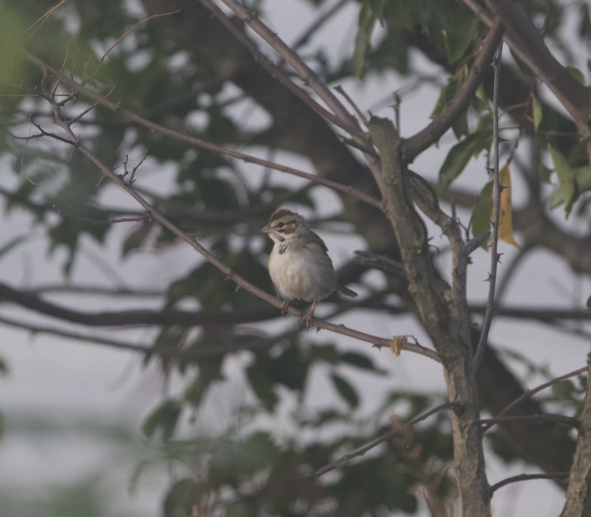 Lark Sparrow - ML641501643