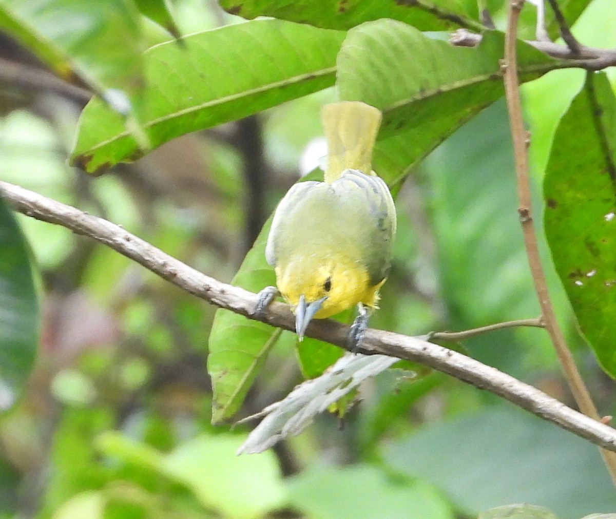 Iora de Lafresnaye - ML641501657