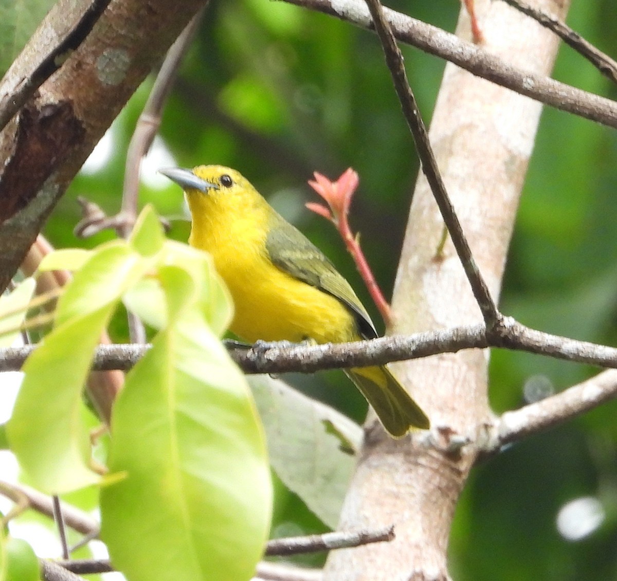 Iora de Lafresnaye - ML641501658