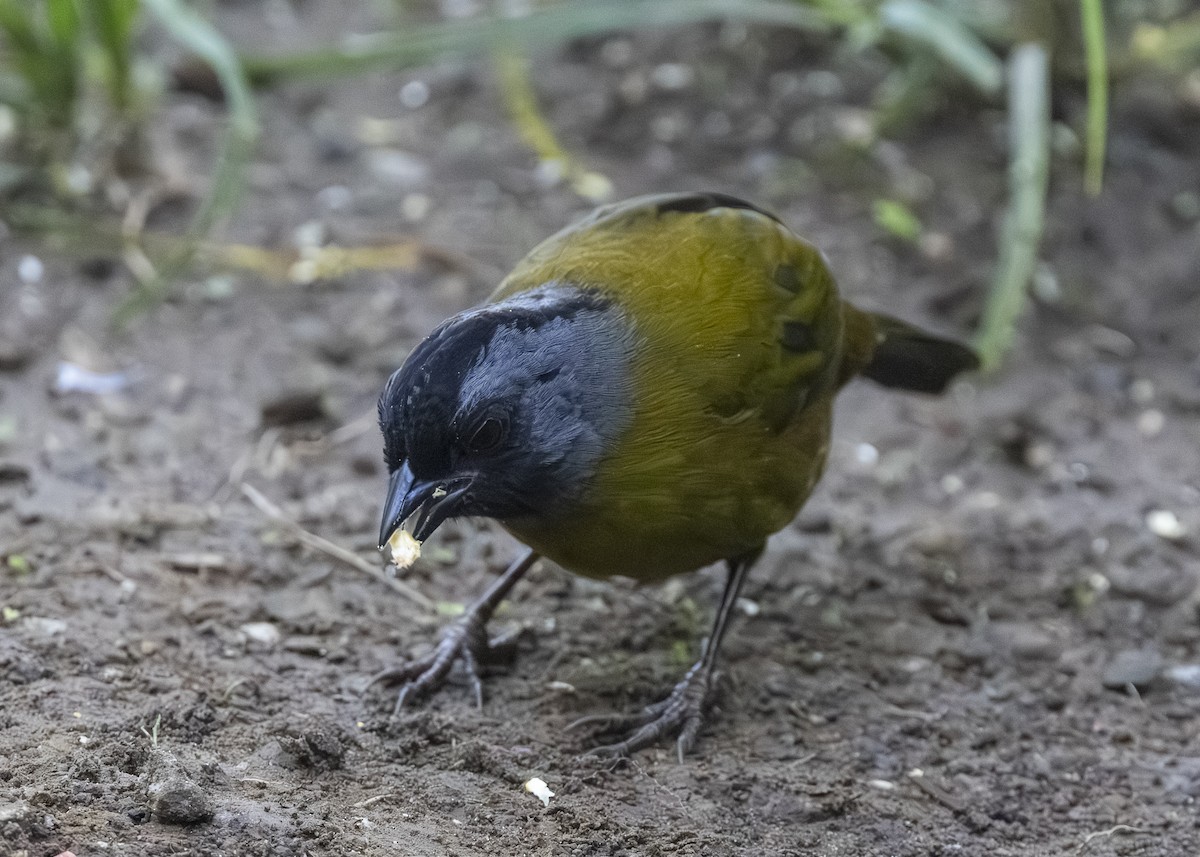 Large-footed Finch - ML641501682