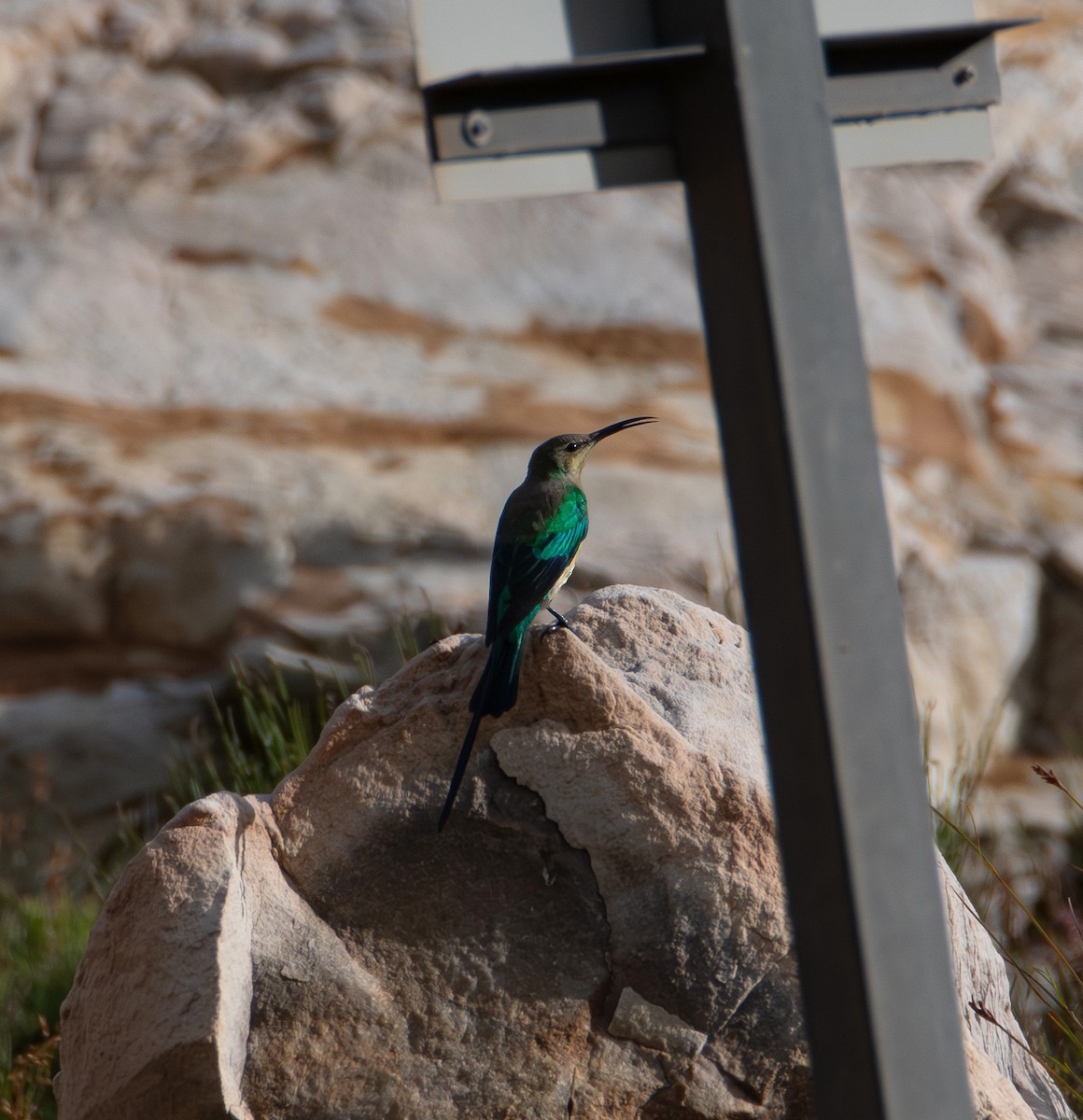 Malachite Sunbird - ML641501708