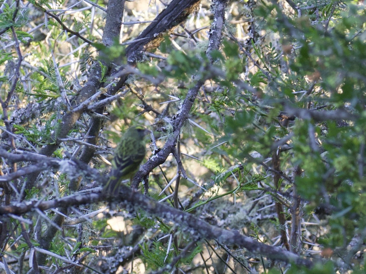 Forest Canary - ML641501727