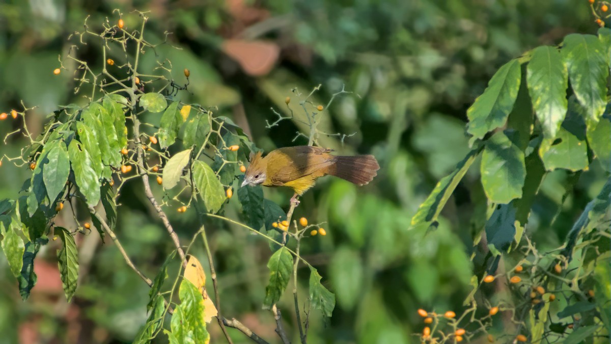 White-throated Bulbul - ML641501744