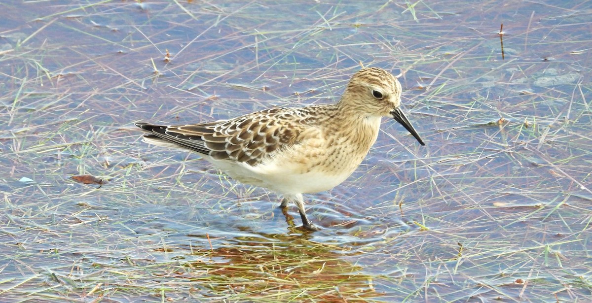 Baird's Sandpiper - ML641501747