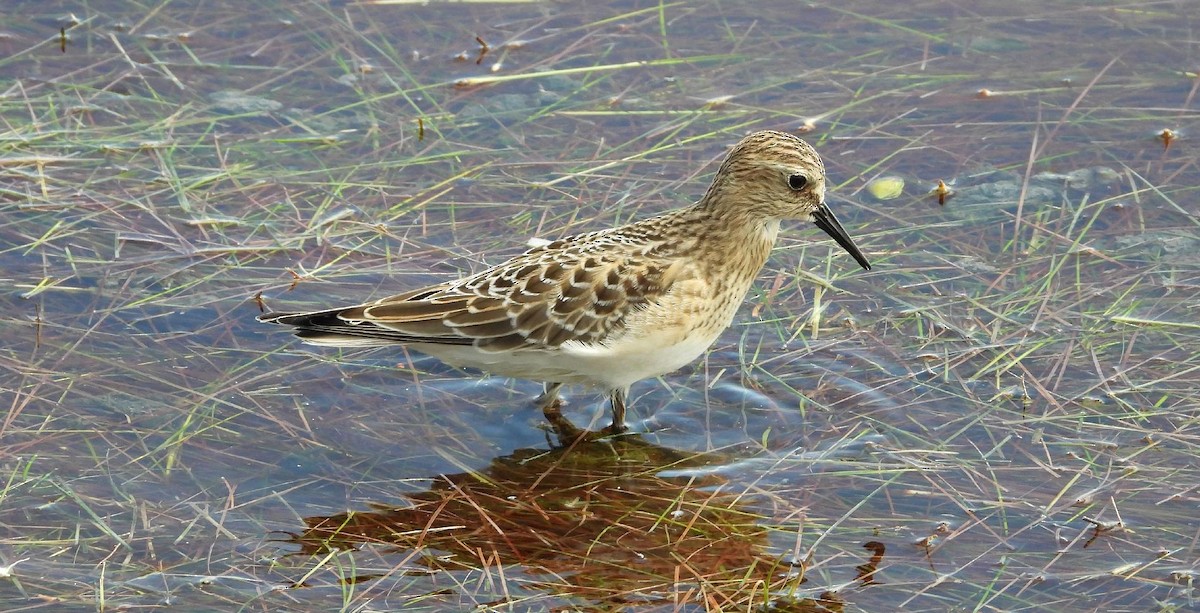 Baird's Sandpiper - ML641501748