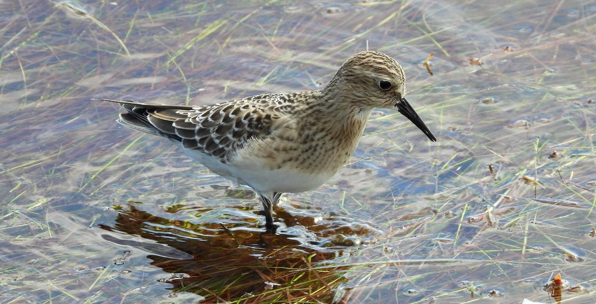 Baird's Sandpiper - ML641501749