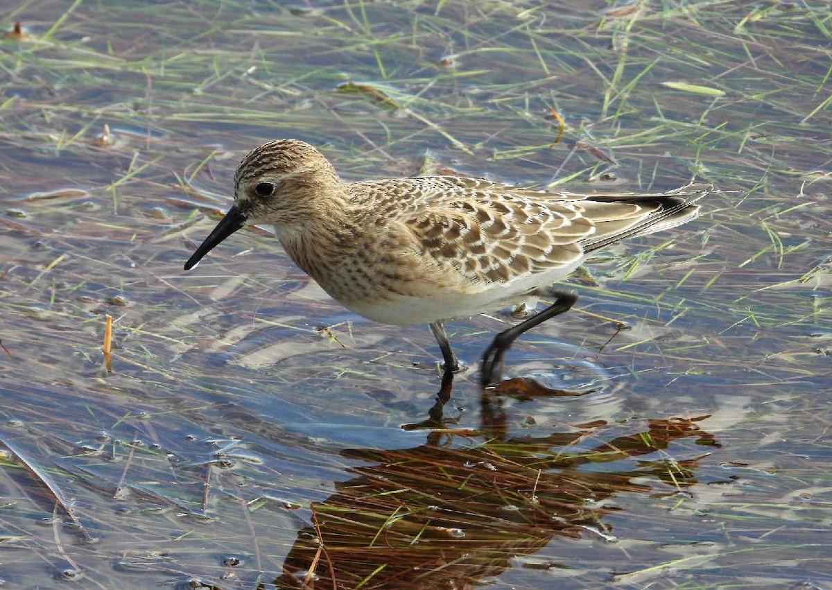 Baird's Sandpiper - ML641501750