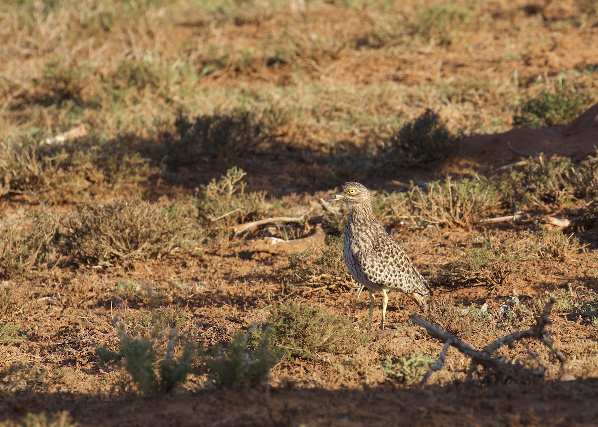 Spotted Thick-knee - ML641501777