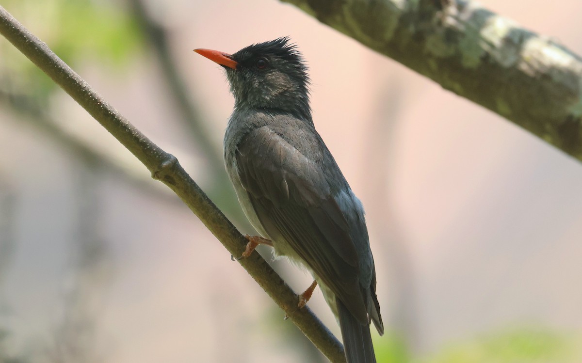 Malagasy Bulbul - ML641501787