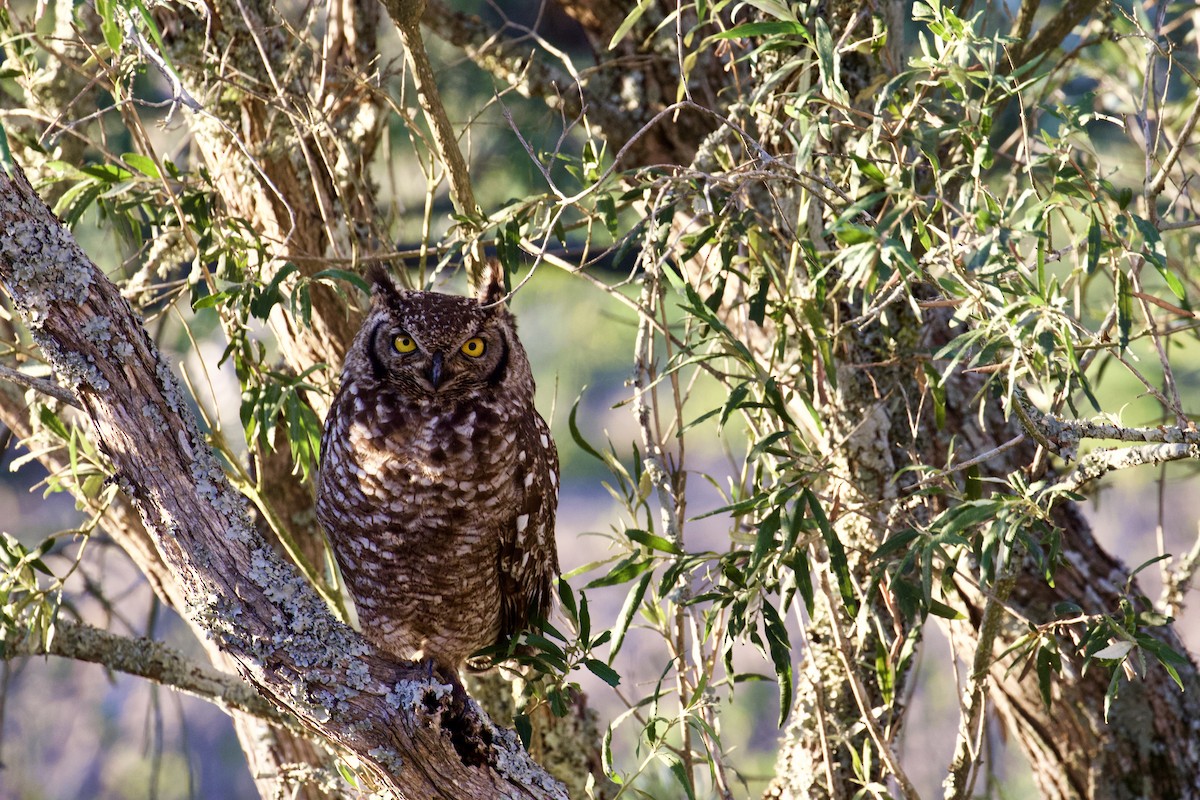 Spotted Eagle-Owl - ML641501795