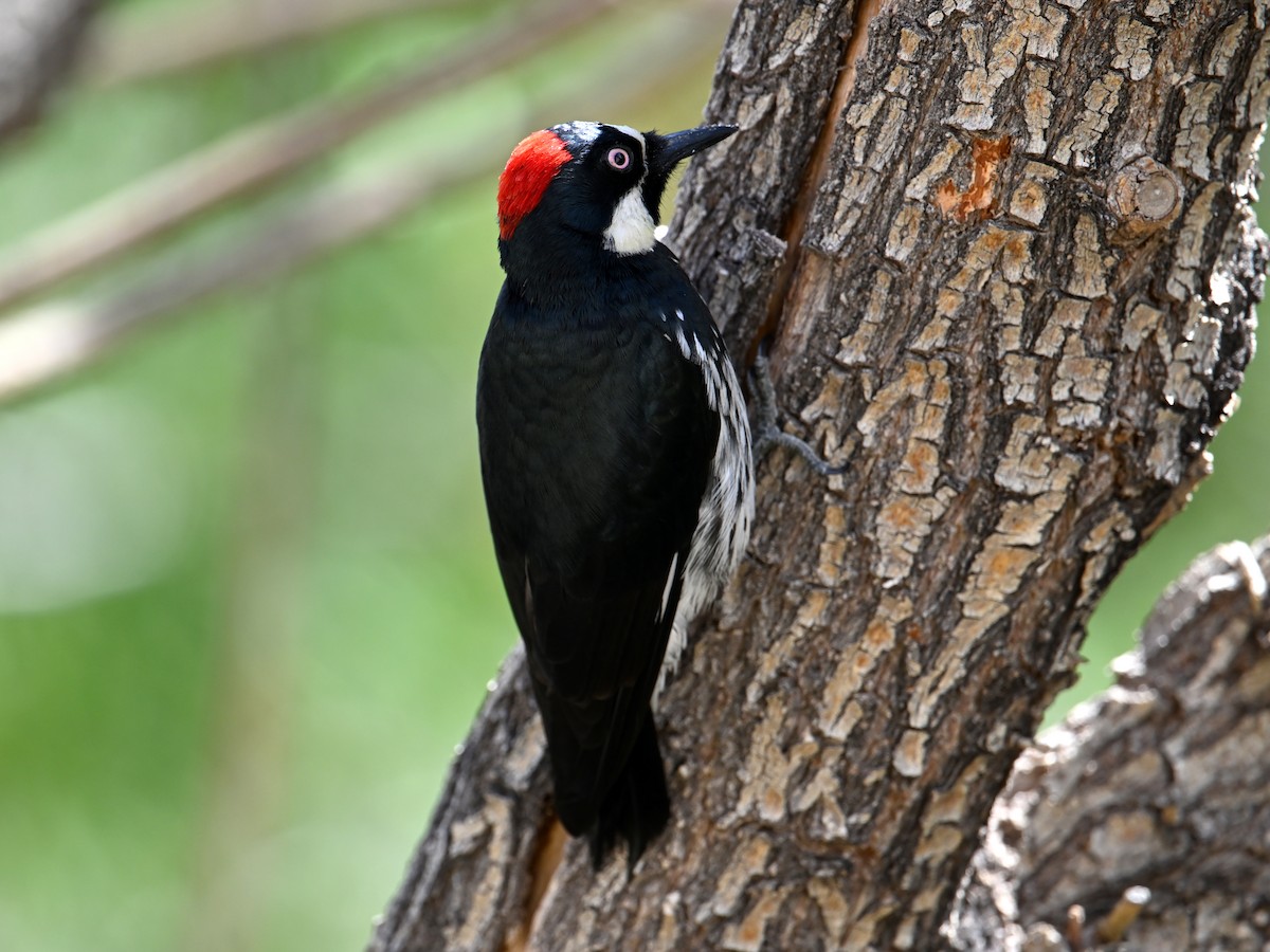 Acorn Woodpecker - ML641501865