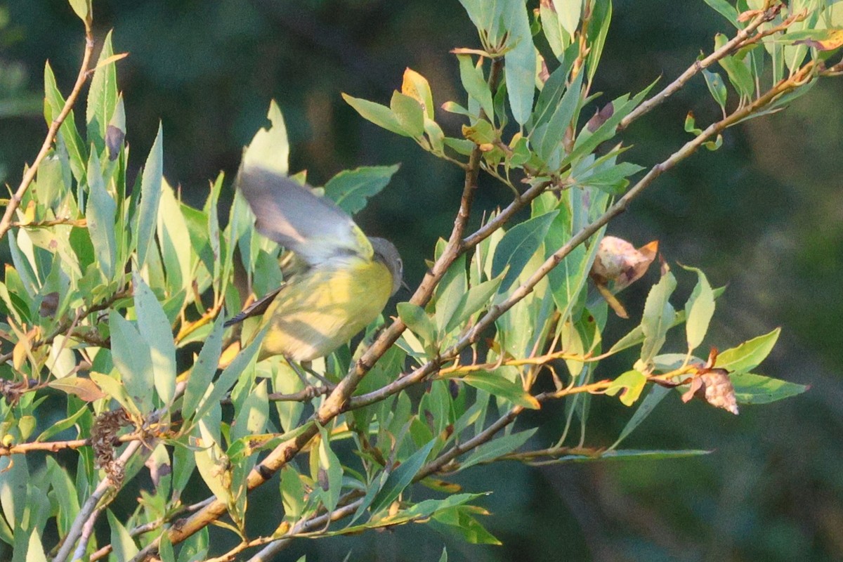 Nashville Warbler - ML641501922
