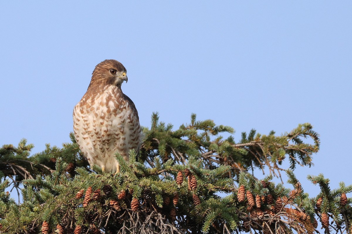 Broad-winged Hawk - ML641501943