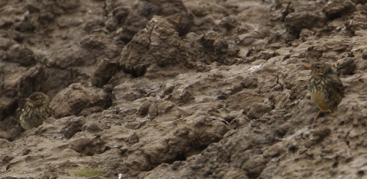 Water Pipit - ML641502002