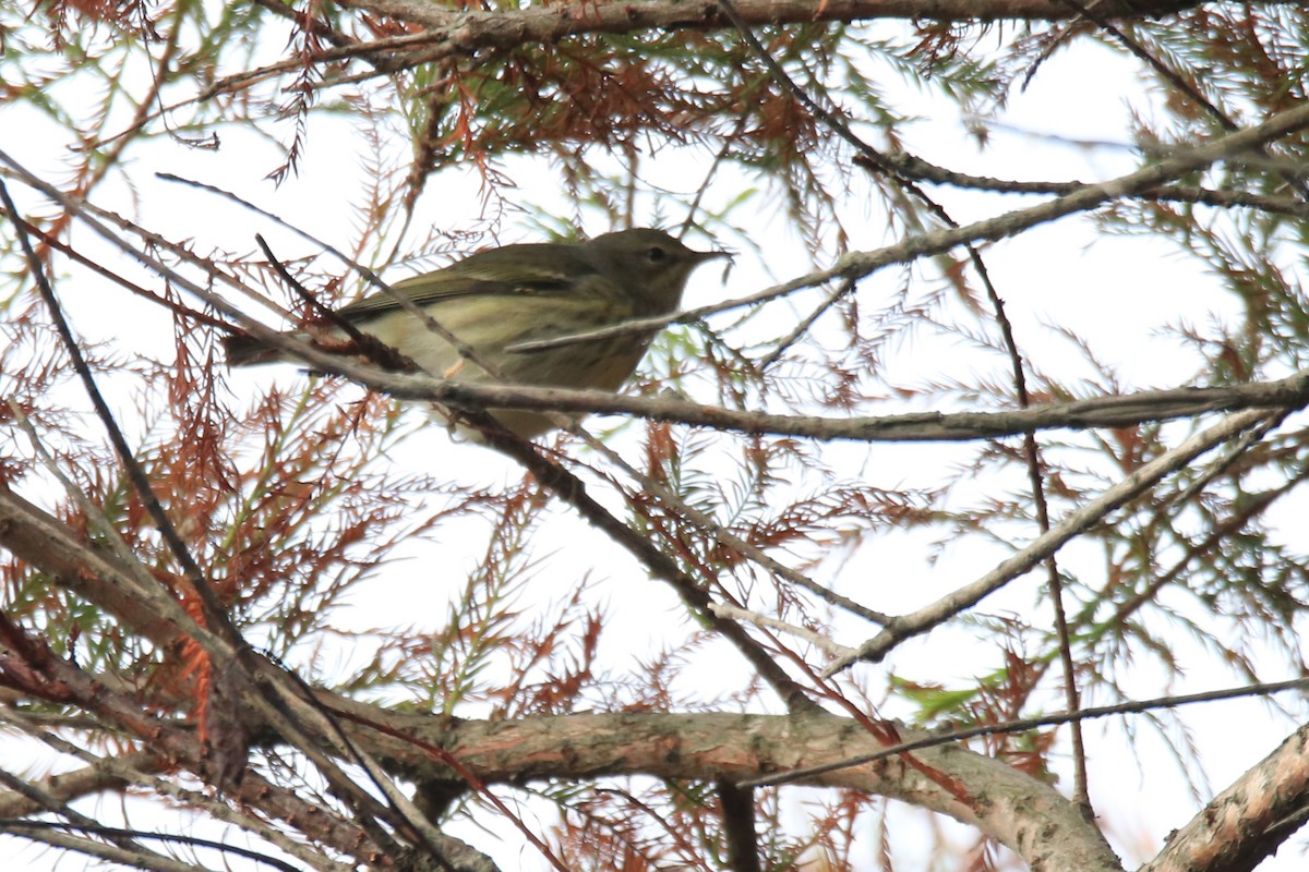 Cape May Warbler - Mar. F.
