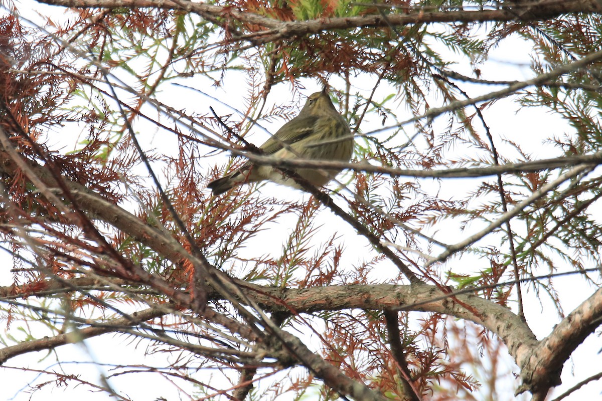 Cape May Warbler - Mar. F.