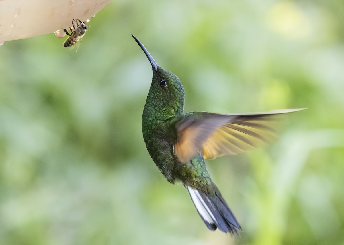Stripe-tailed Hummingbird - ML641502030