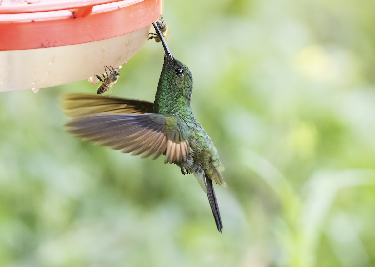 Stripe-tailed Hummingbird - ML641502032