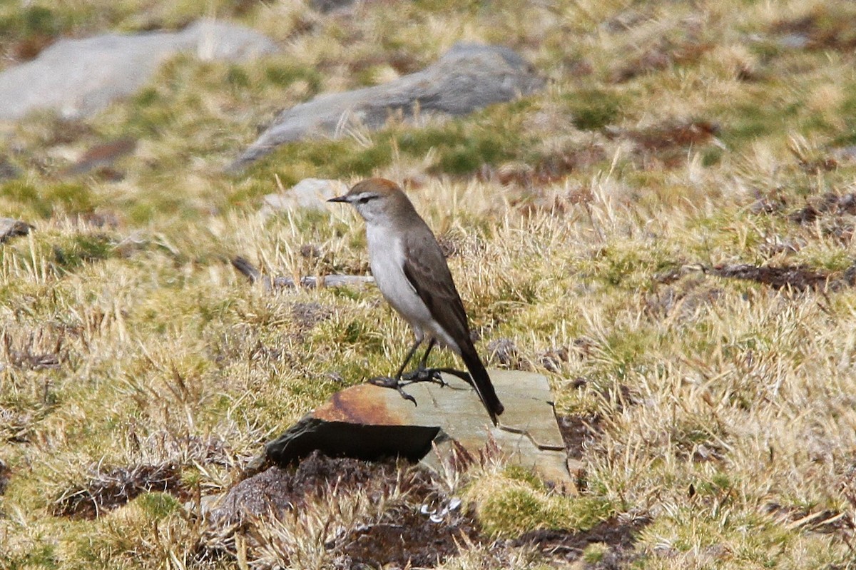 White-browed Ground-Tyrant - ML641502052