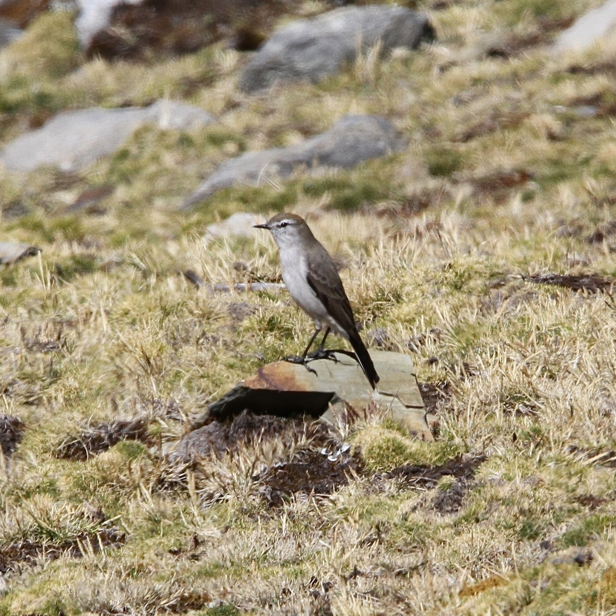 White-browed Ground-Tyrant - ML641502053