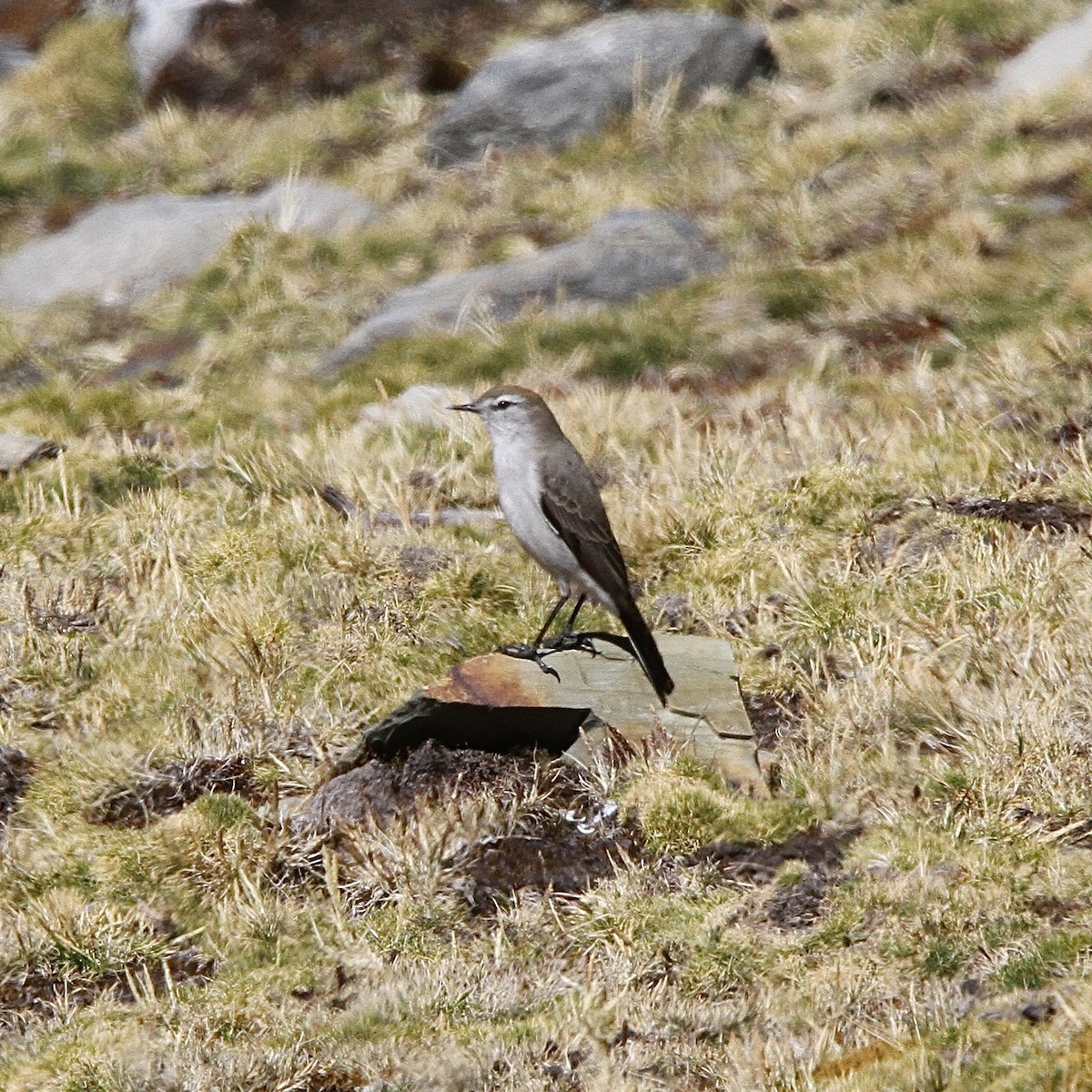 White-browed Ground-Tyrant - ML641502054