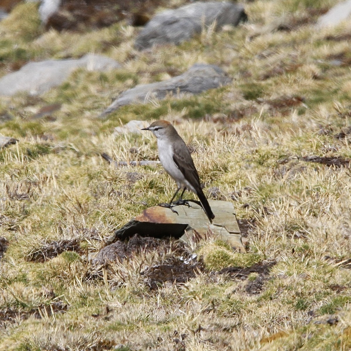 White-browed Ground-Tyrant - ML641502055
