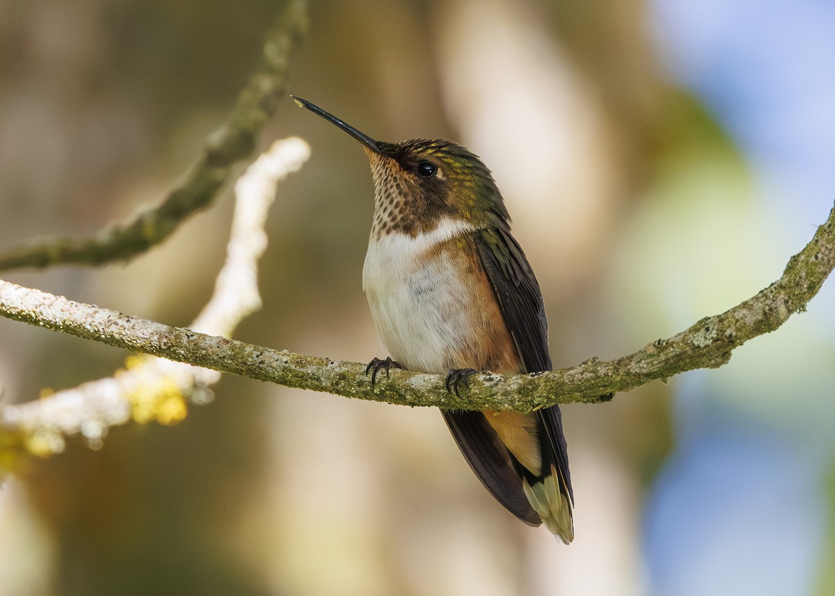 Volcano Hummingbird - ML641502062
