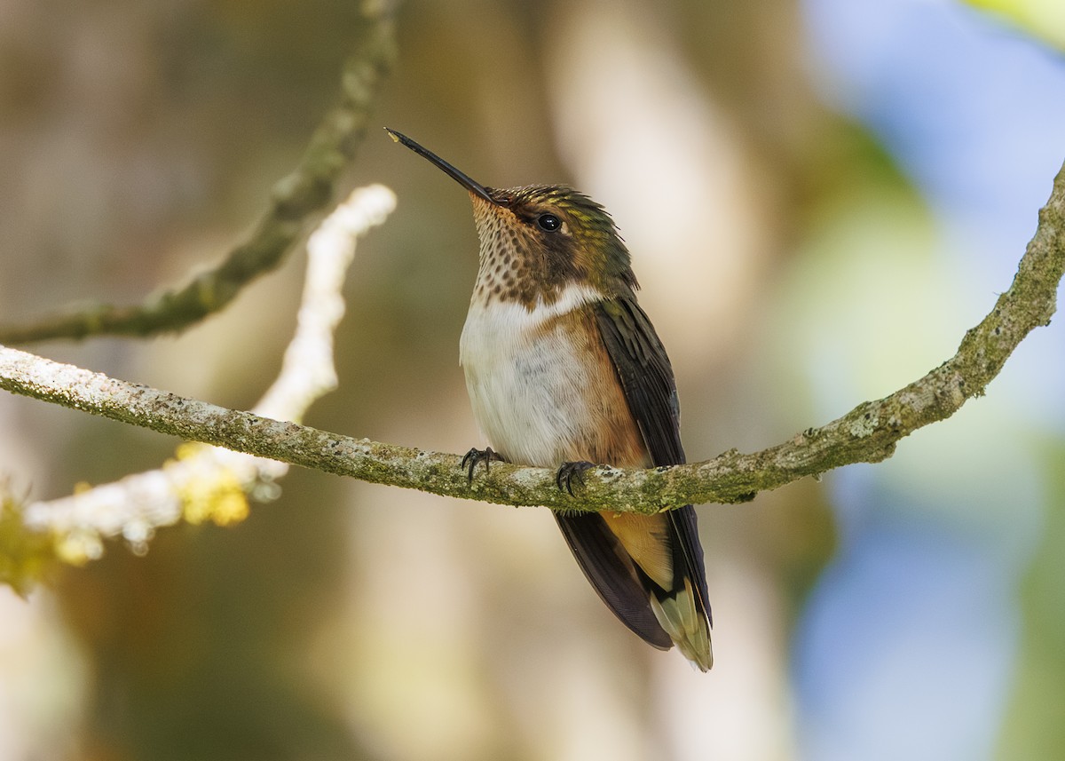 Volcano Hummingbird - ML641502063