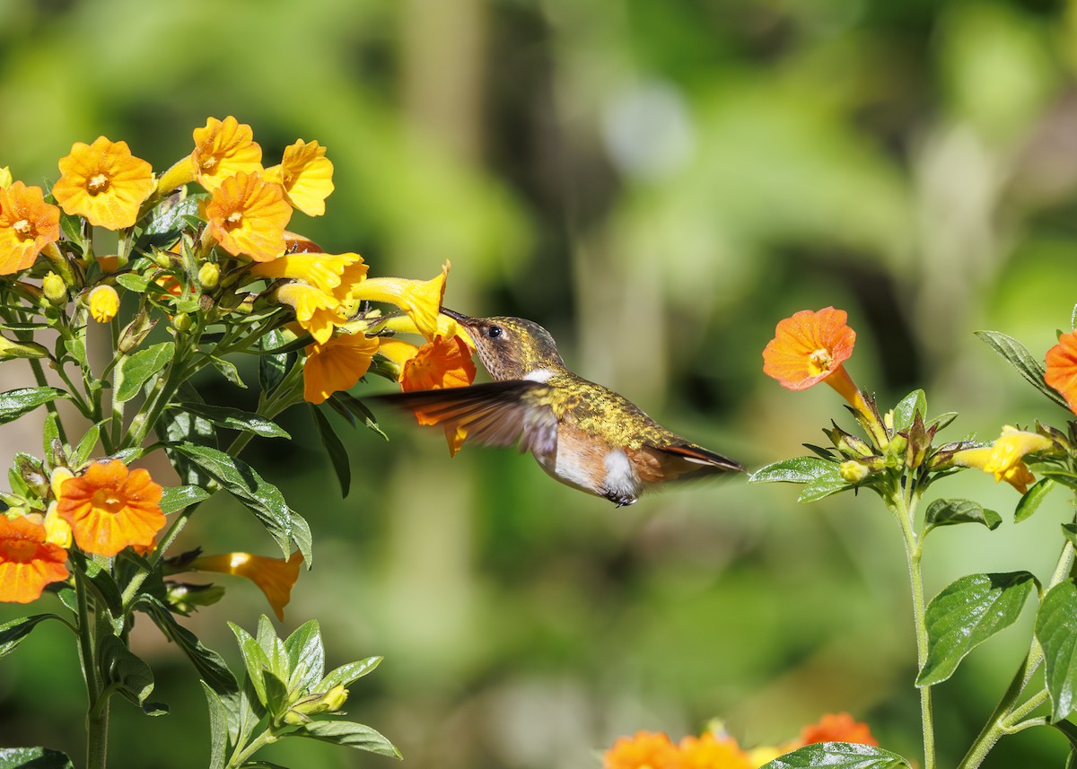 Volcano Hummingbird - ML641502066