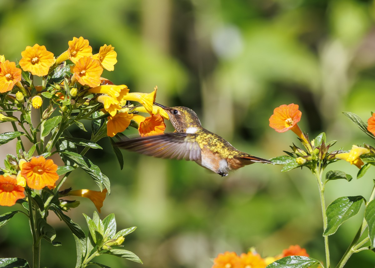 Volcano Hummingbird - ML641502067