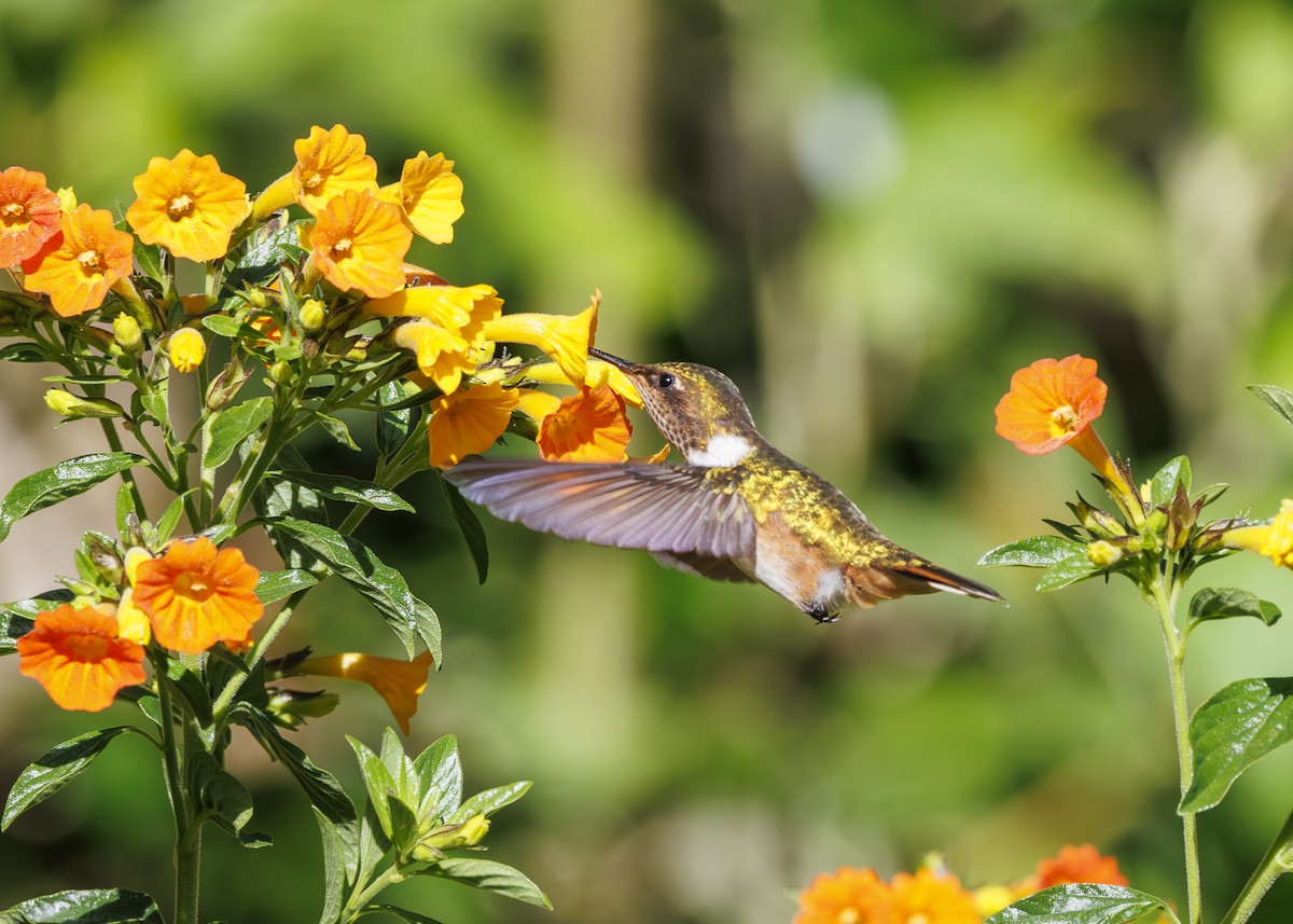 Volcano Hummingbird - ML641502068