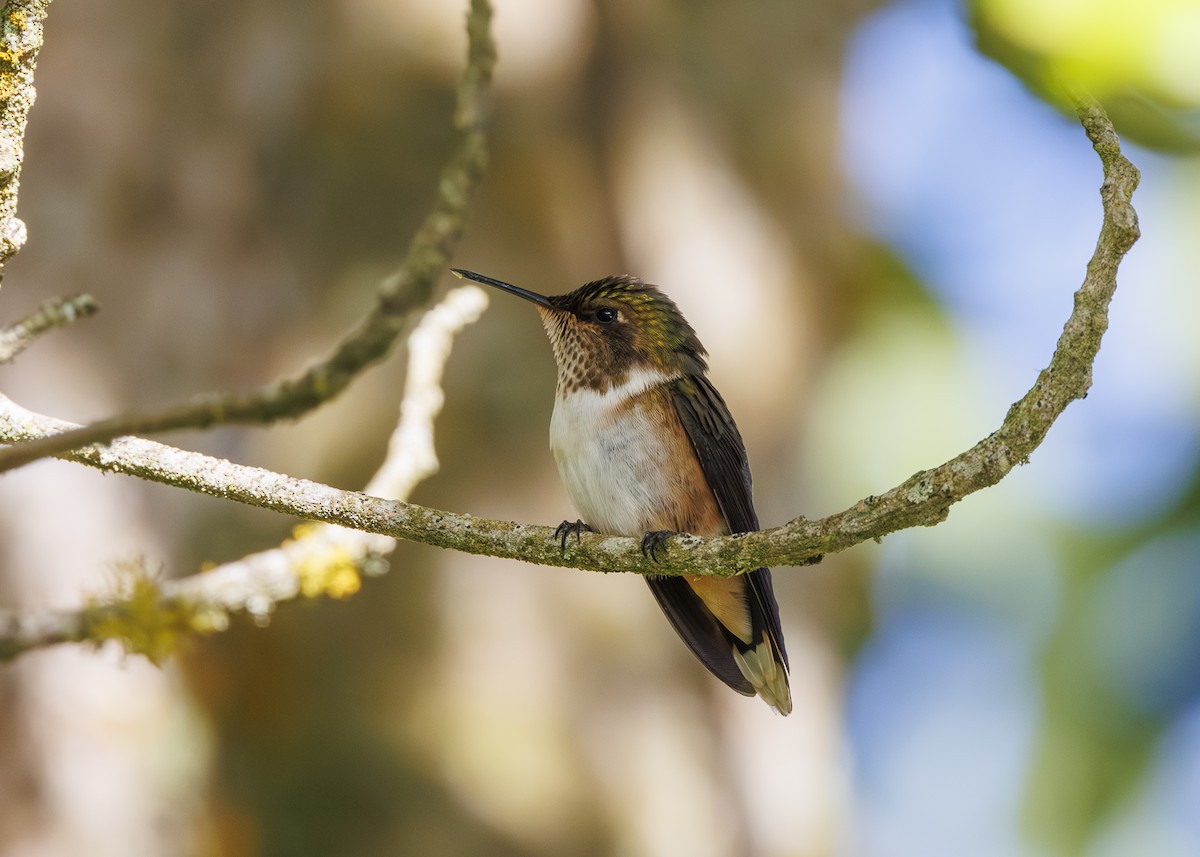Volcano Hummingbird - ML641502069