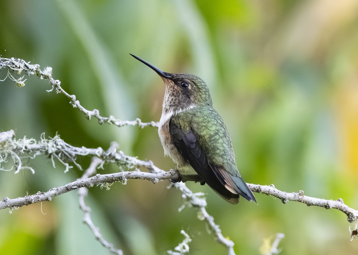 Volcano Hummingbird - ML641502070