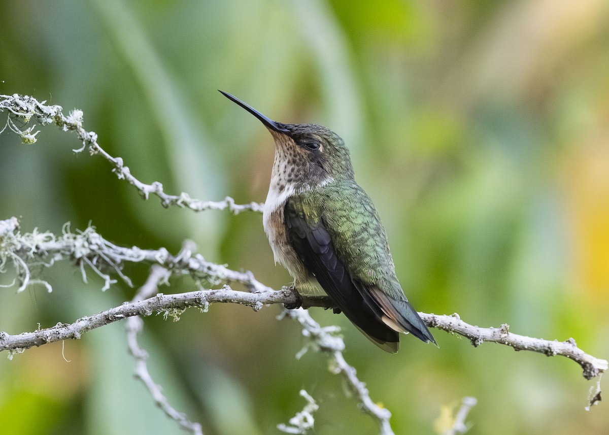 Volcano Hummingbird - ML641502071