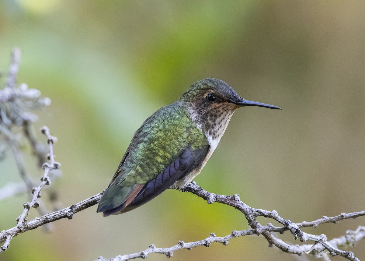 Volcano Hummingbird - ML641502072