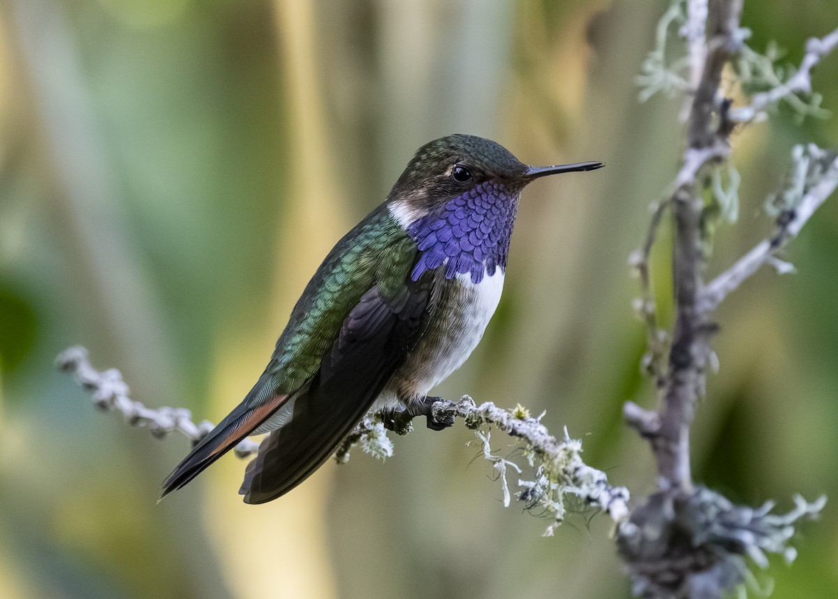 Volcano Hummingbird - ML641502073