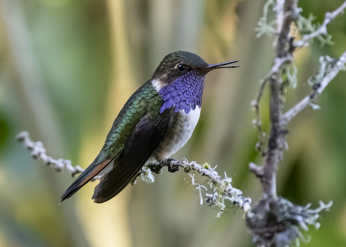 Volcano Hummingbird - ML641502074