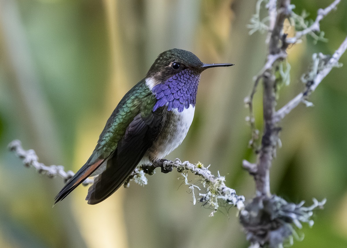 Volcano Hummingbird - ML641502075