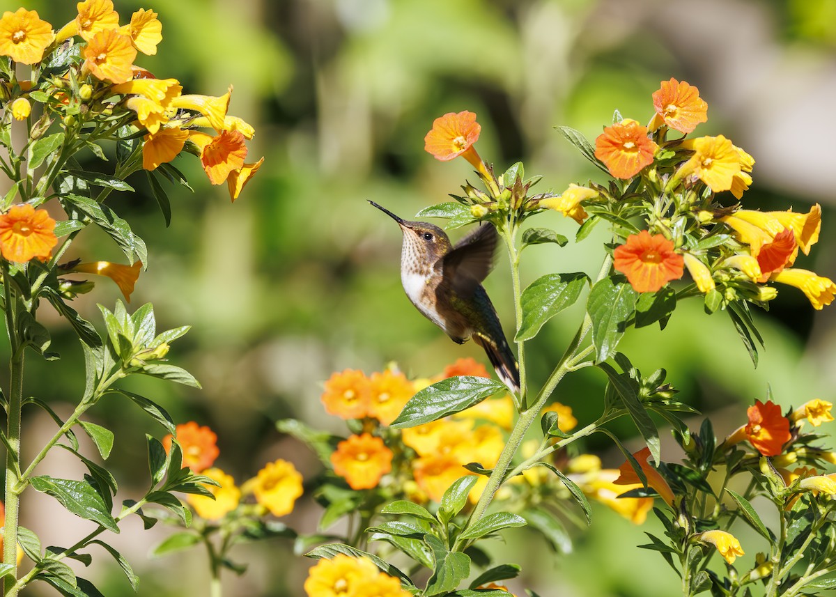 Volcano Hummingbird - ML641502076