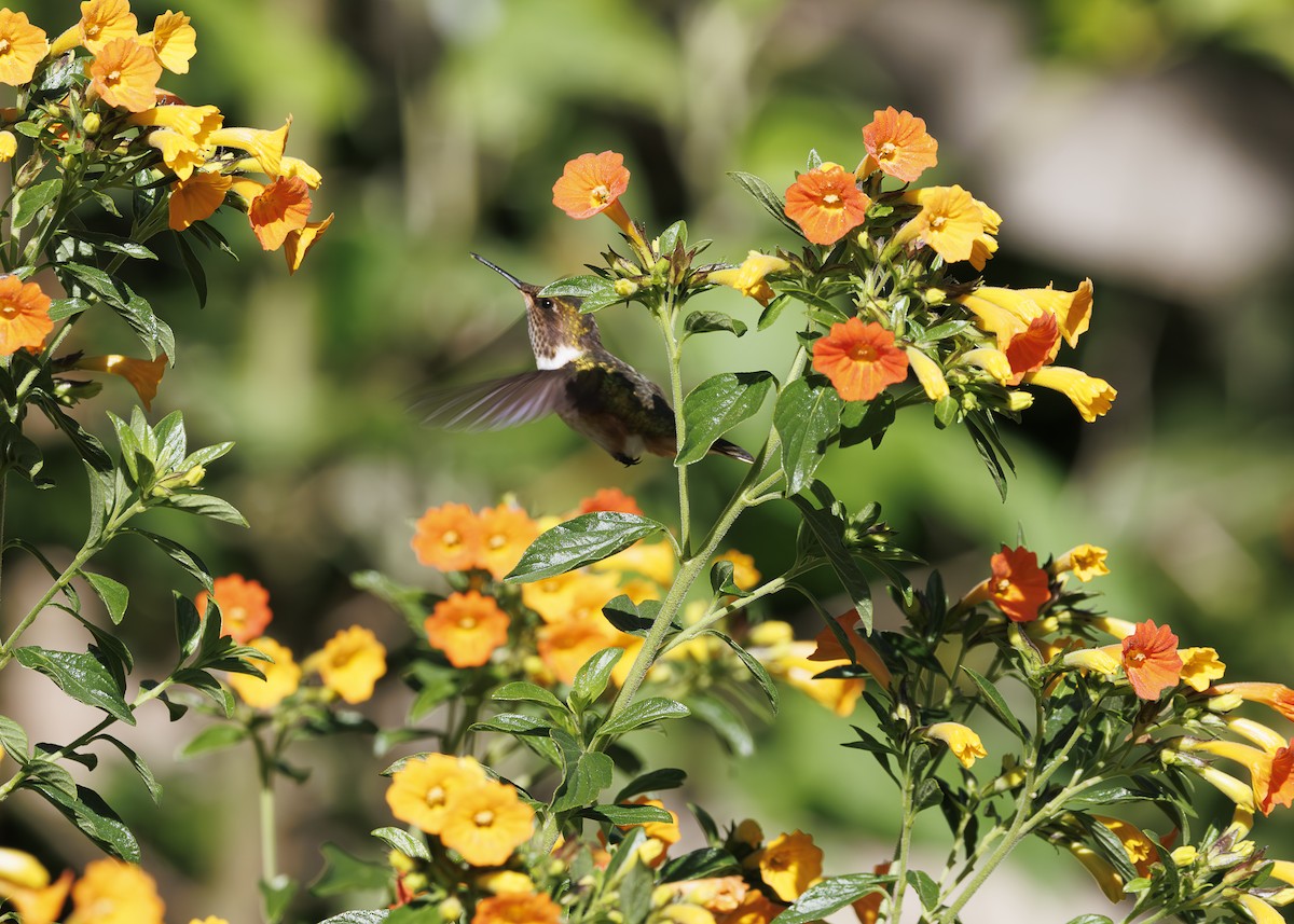 Volcano Hummingbird - ML641502077