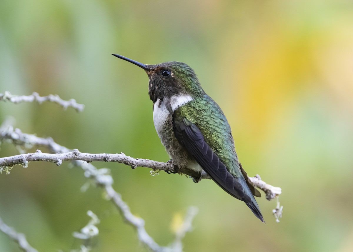 Volcano Hummingbird - ML641502078