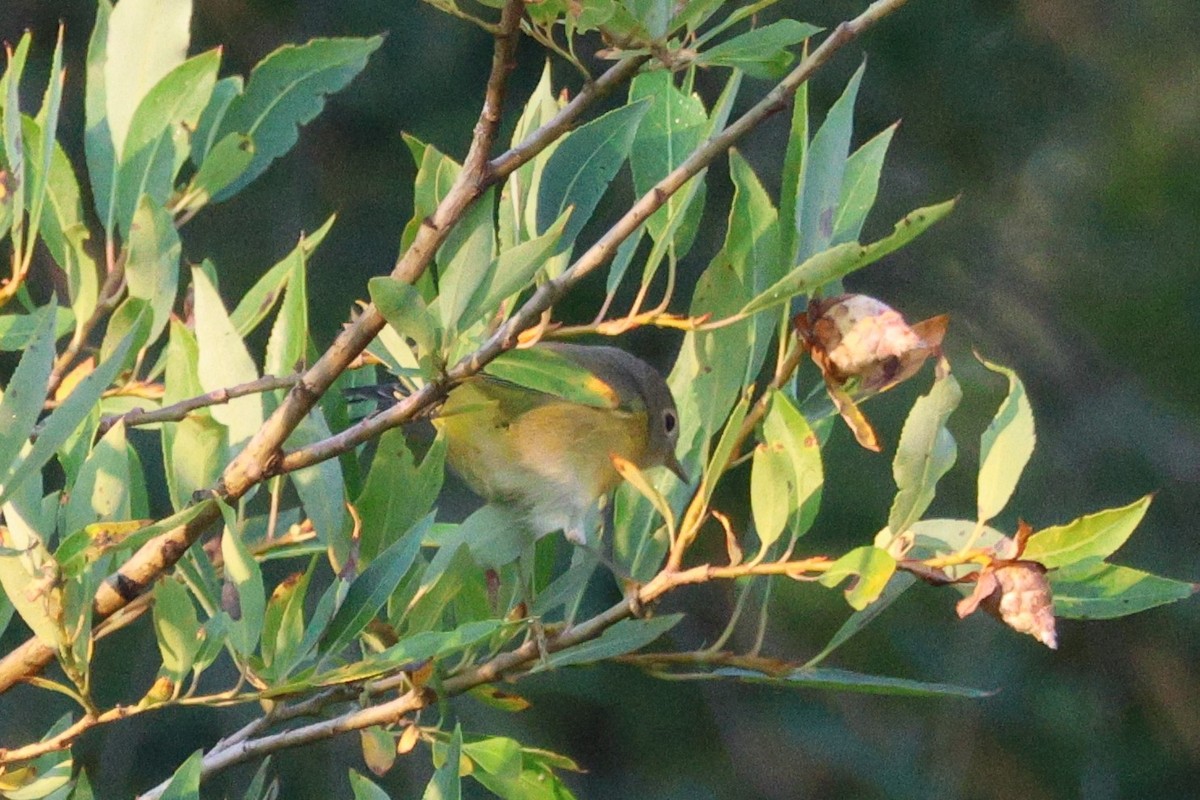 Nashville Warbler - ML641502088