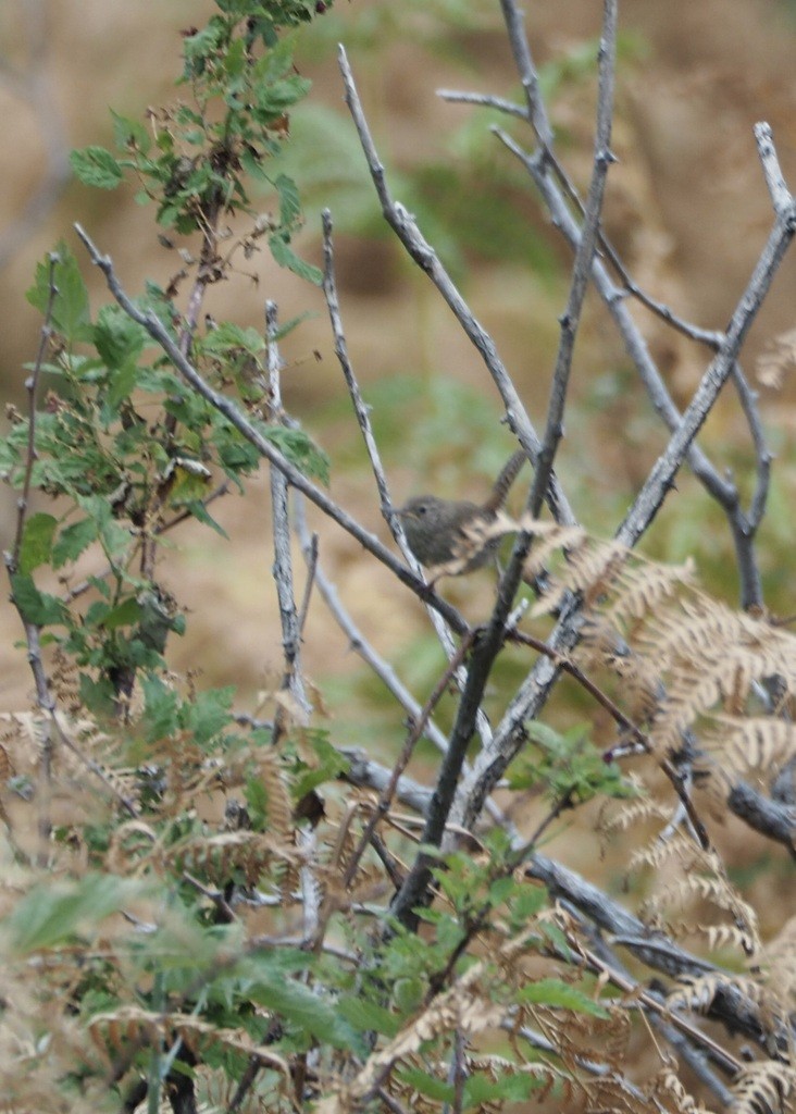 Northern House Wren - ML641502100