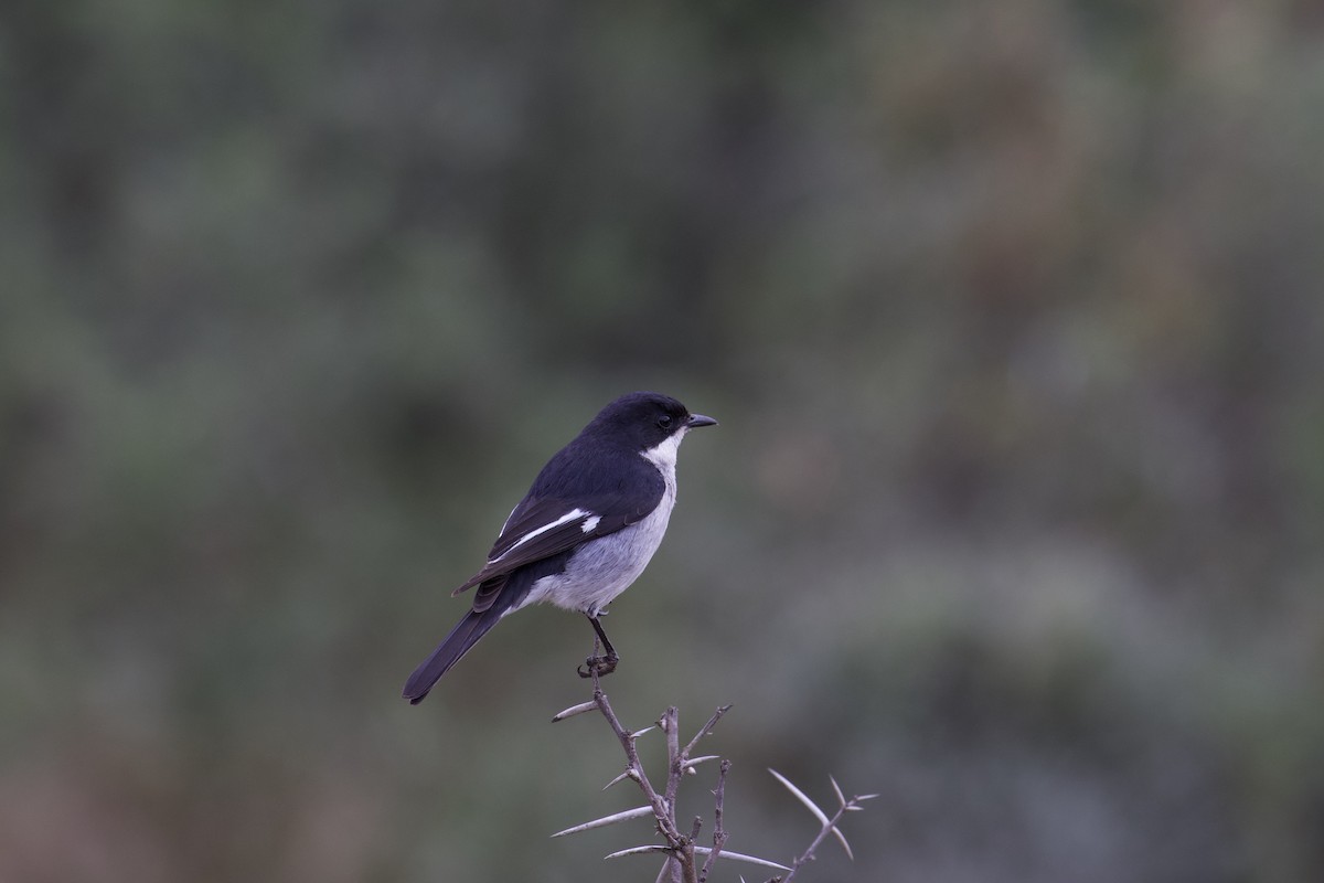Fiscal Flycatcher - ML641502153