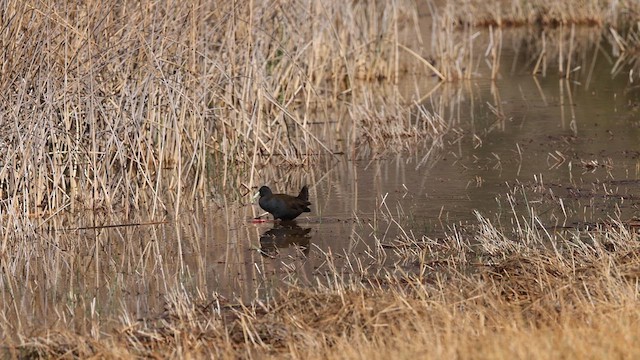 Plumbeous Rail - ML641502159