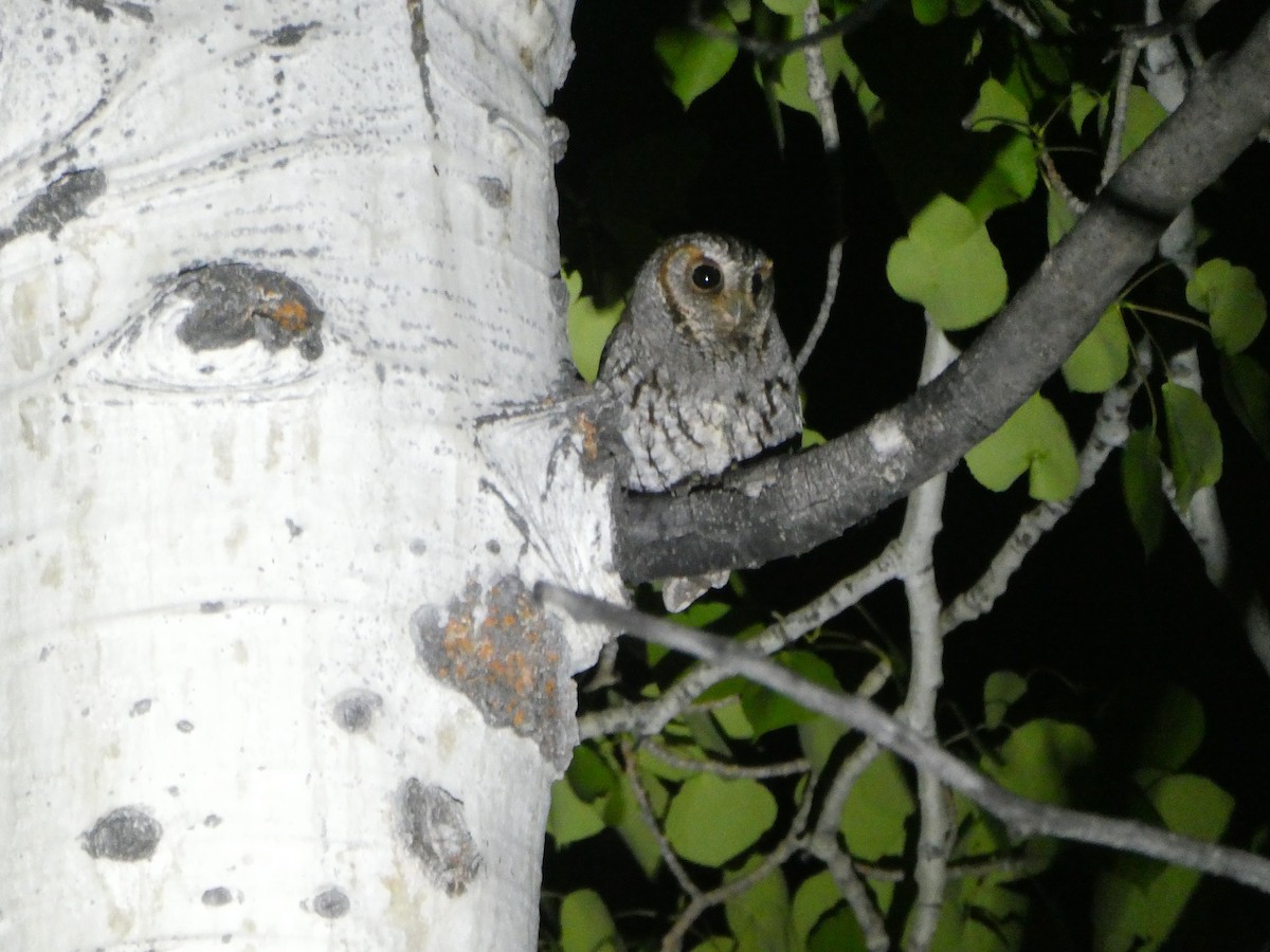Flammulated Owl - ML641502160