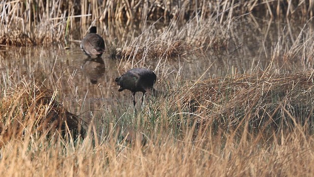 Puna Ibis - ML641502174